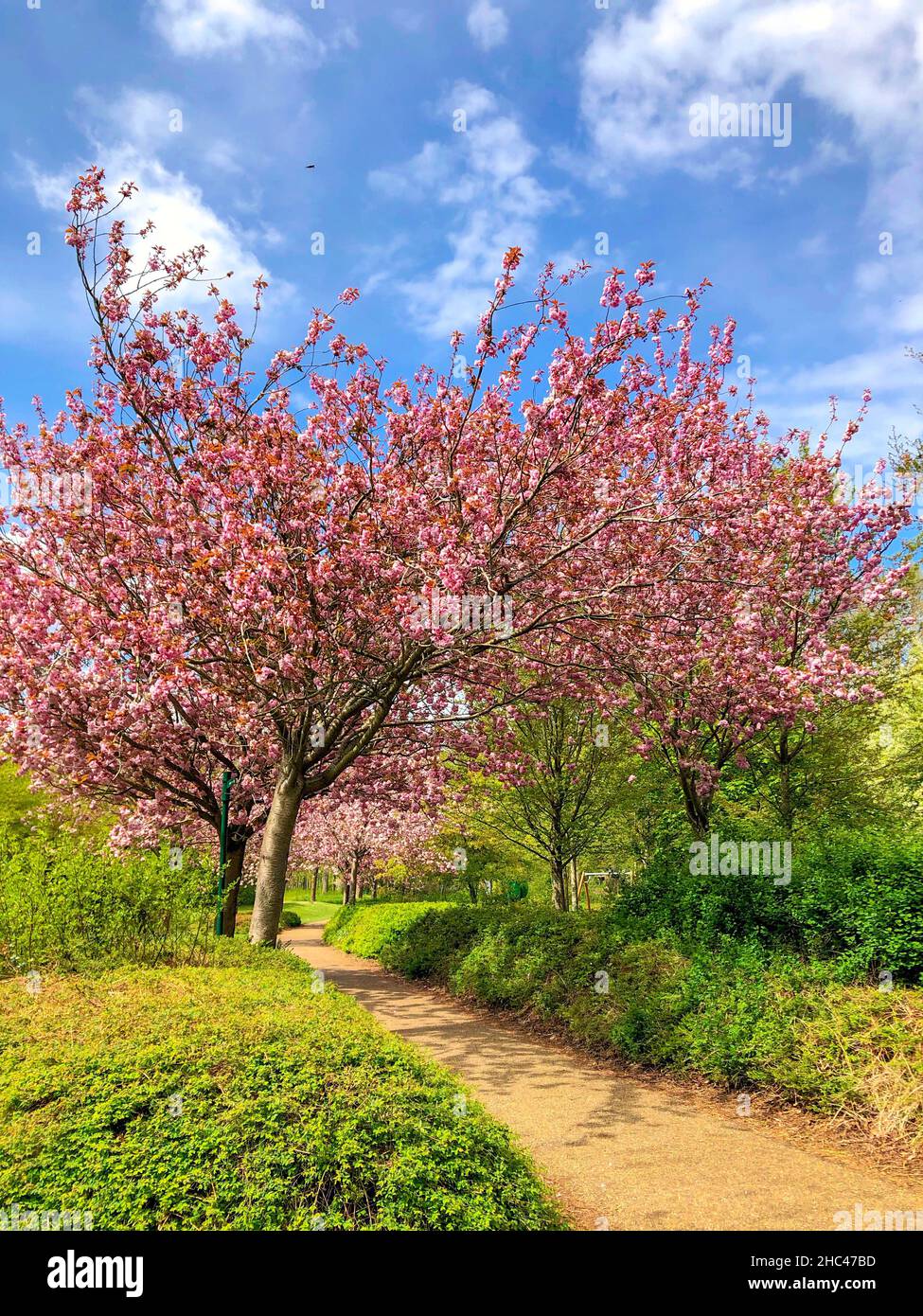 Vertical shot of blooming cherry trees in Milton Keynes, UK Stock Photo