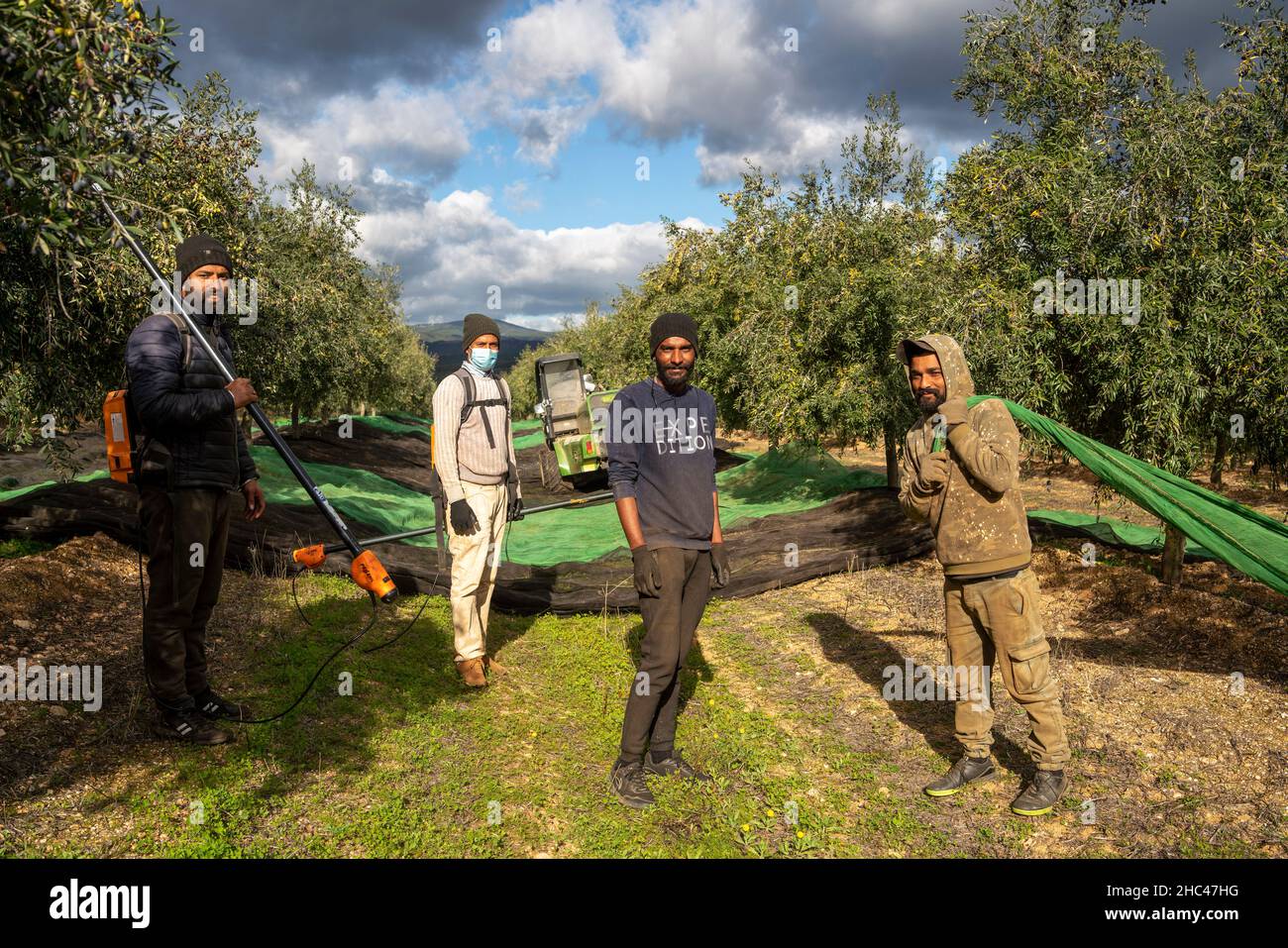 Agricultural workers harvesting olives on an olive grove Stock Photo