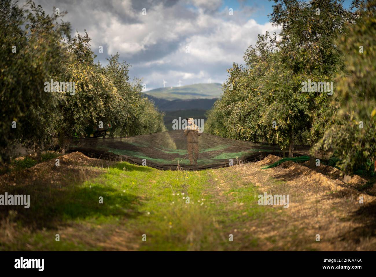 Man harvesting olives on an olive grove Stock Photo
