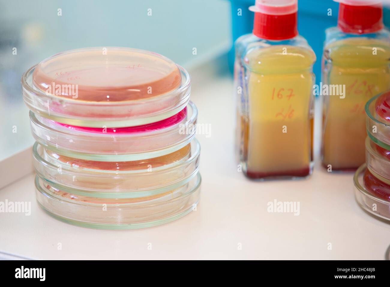 Bacterial colonies of streptococci with alpha hemolytics on a blood