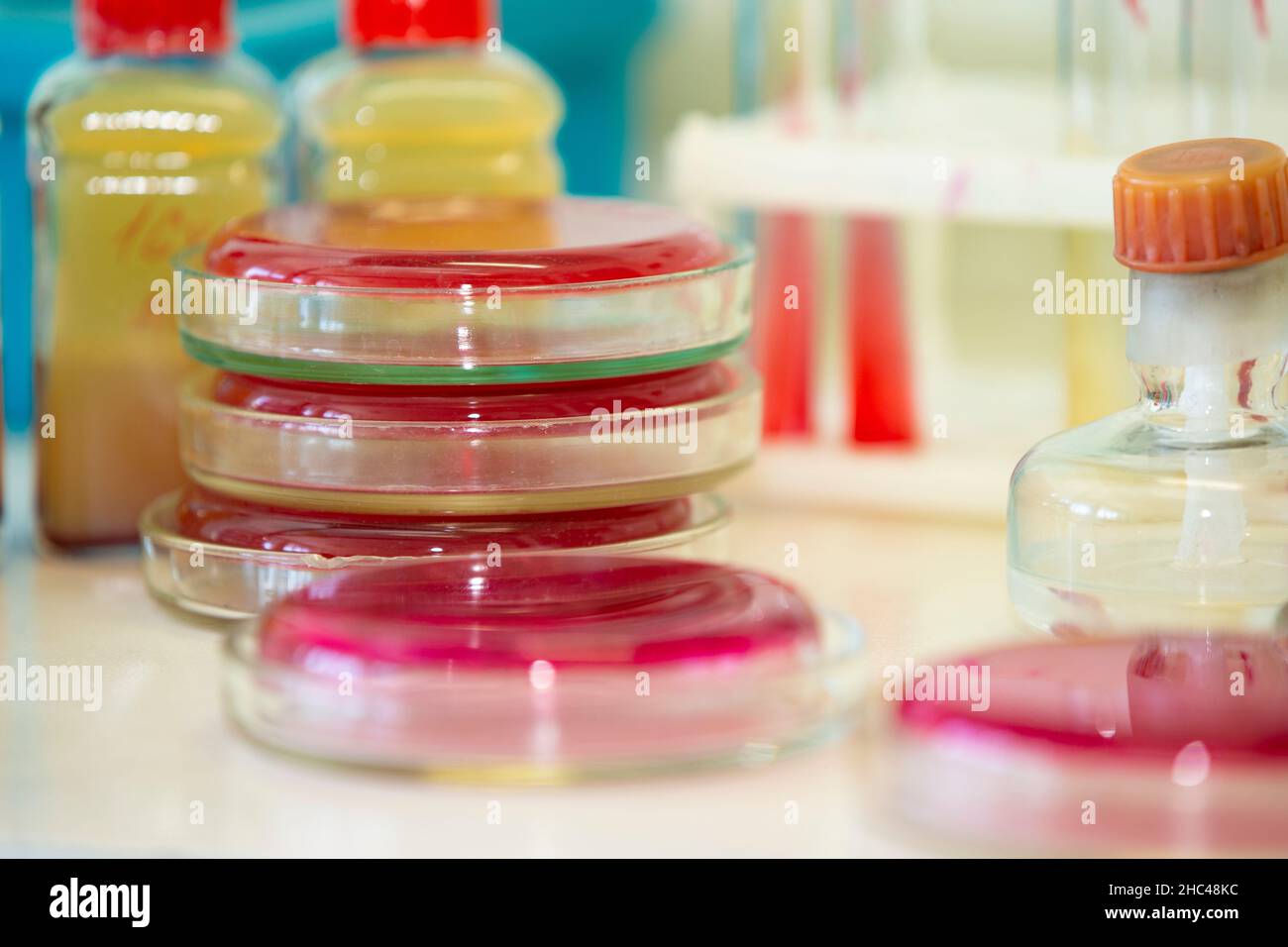 Bacterial colonies of streptococci with alpha hemolytics on a blood