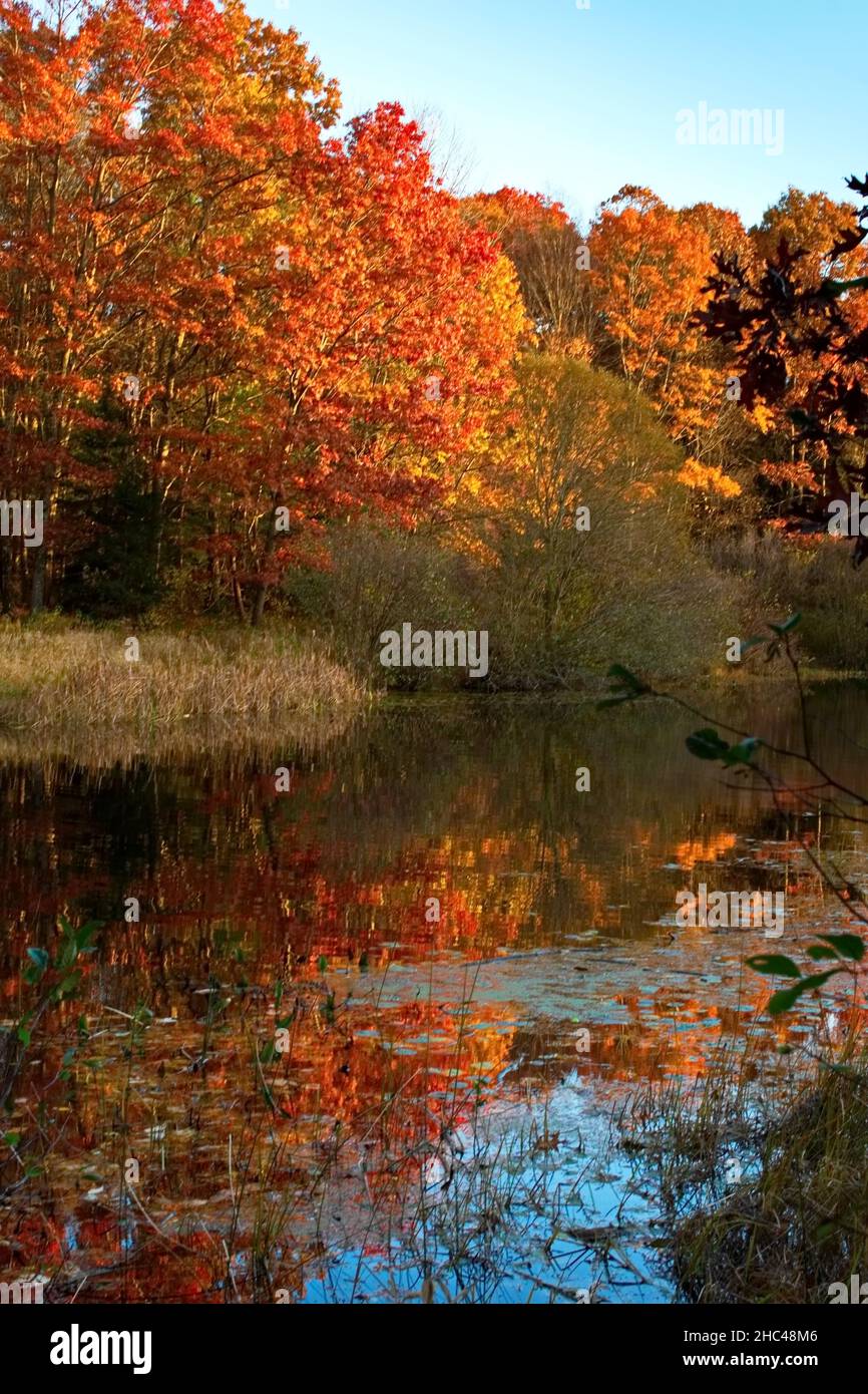 Vertical shot of a lake surrounded by colorful trees in Connecticut during autumn Stock Photo