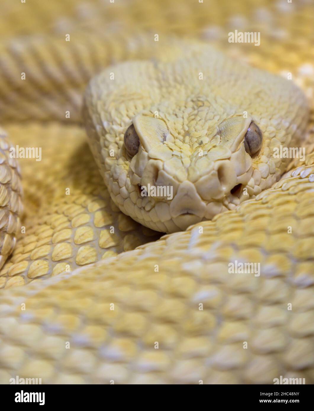 Pythons head hi-res stock photography and images - Alamy