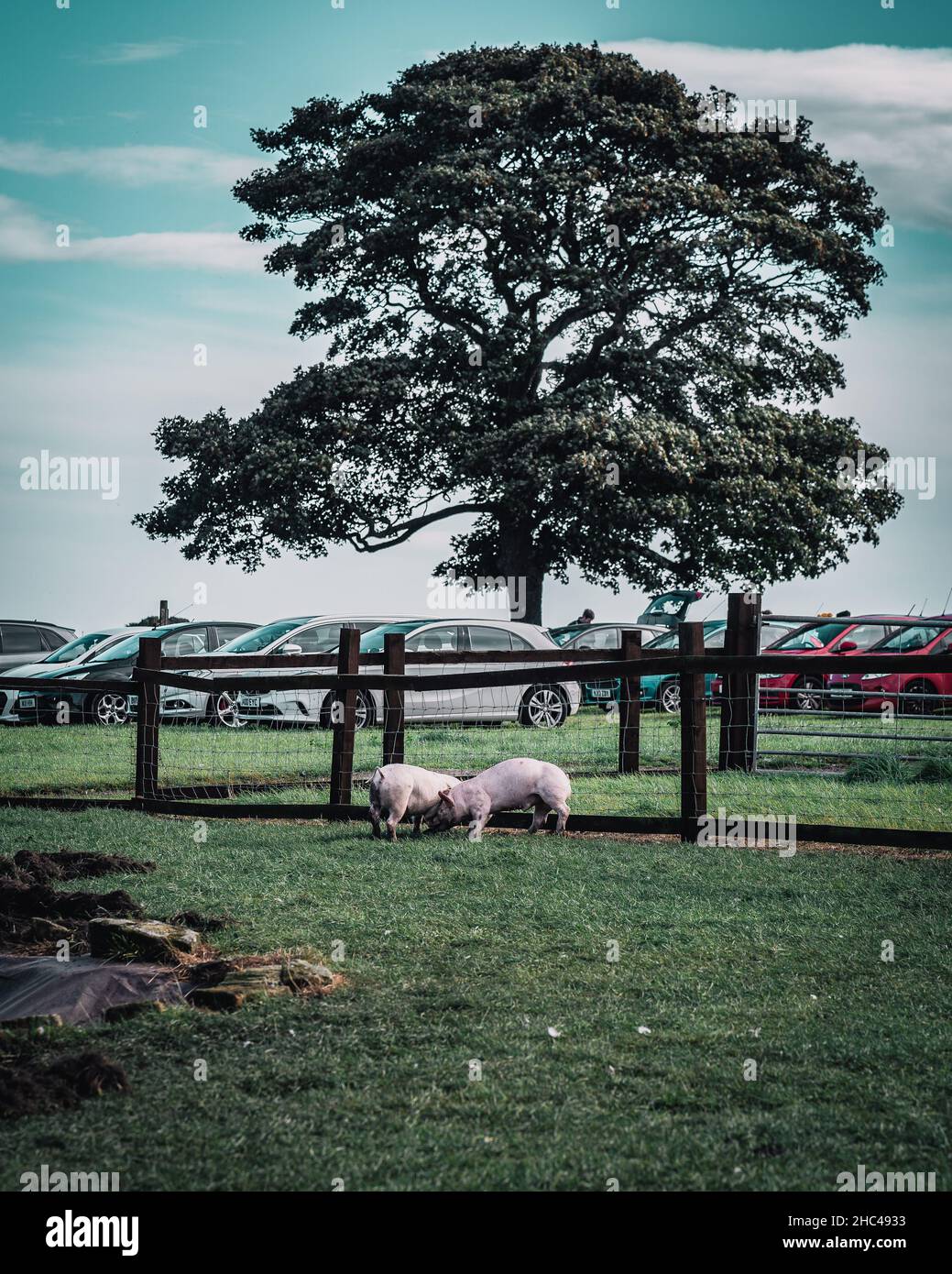 Vertical shot of pigs in the farm Stock Photo