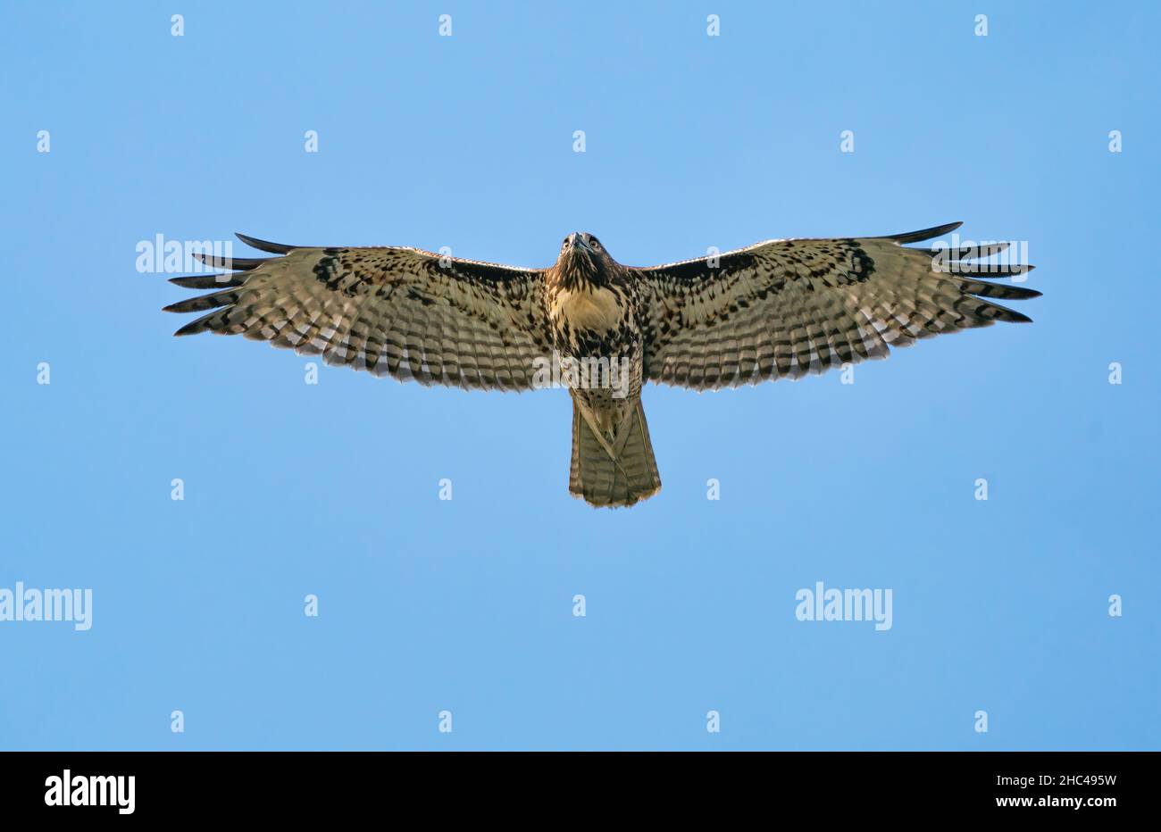 Scenic view of a Red-tailed hawk flying in the blue sky Stock Photo - Alamy
