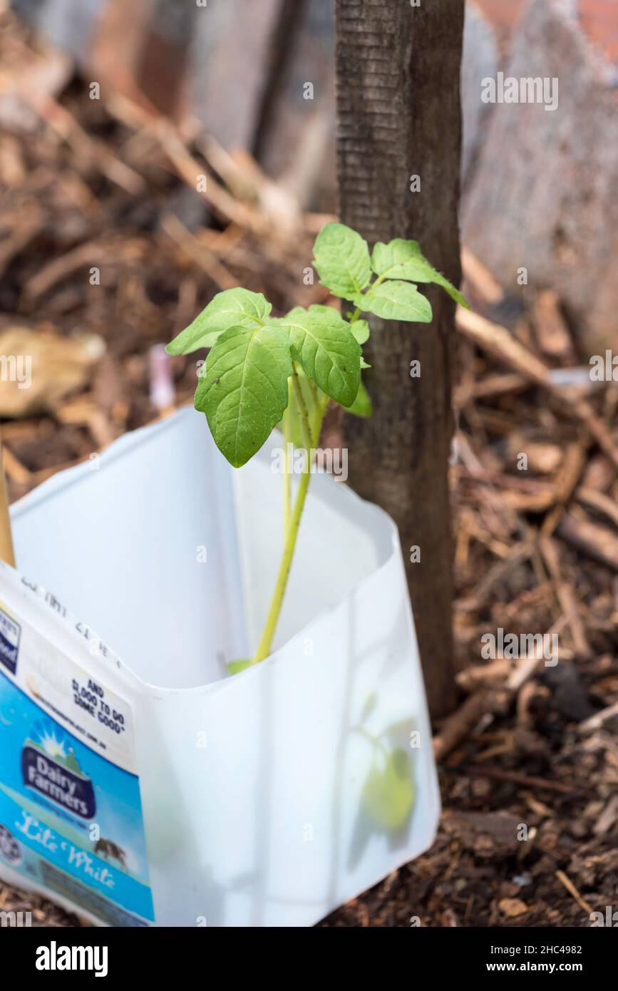 Young tomato plants growing in a backyard garden in Sydney, New South Wales, Australia are protected from snails with cut down plastic milk bottles Stock Photo