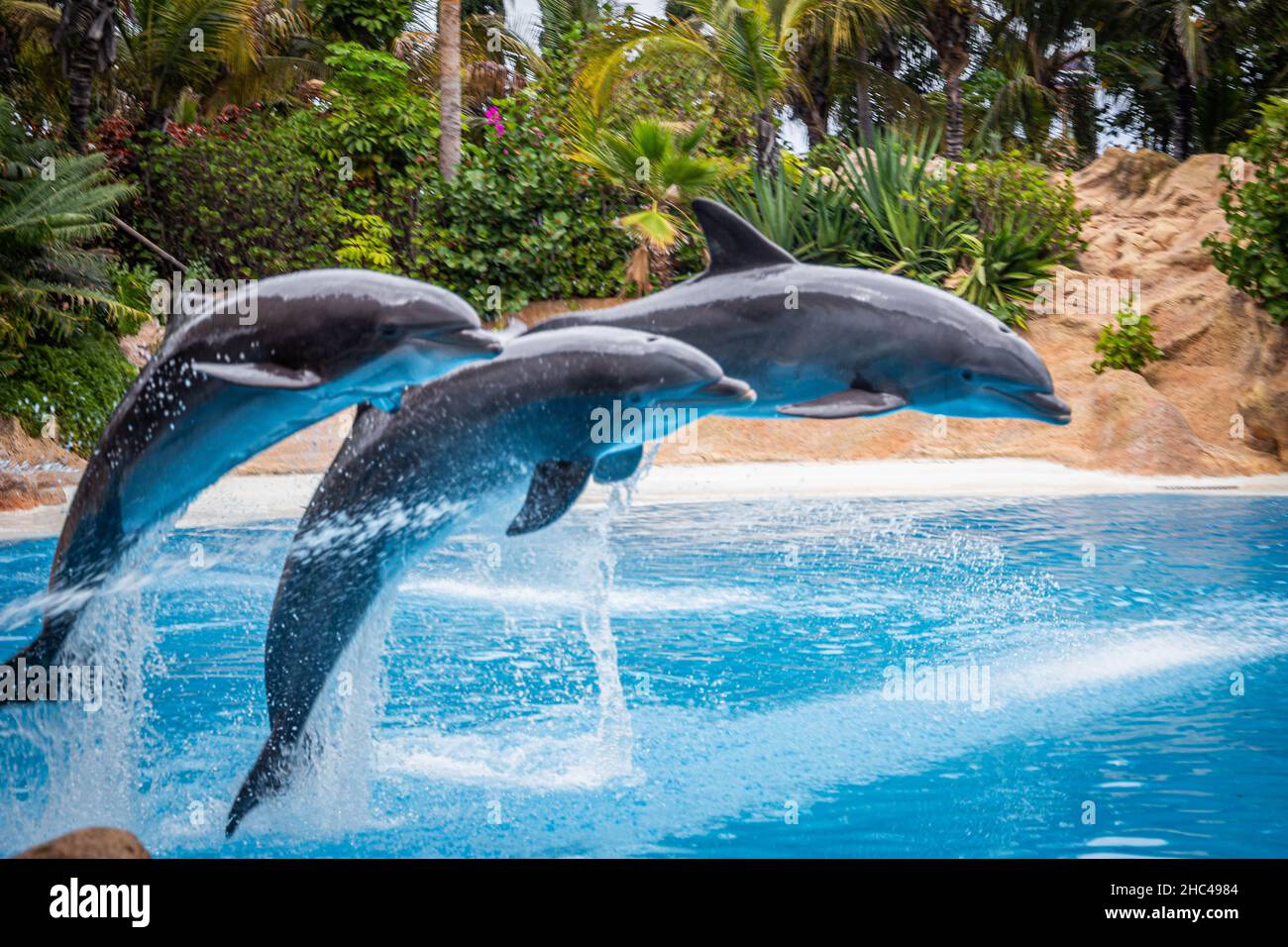 Dolphin jumps out of the water during a show in Loro Parque, Tenerife