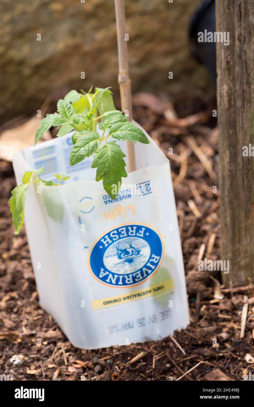 Young tomato plants growing in a backyard garden in Sydney, New South Wales, Australia are protected from snails with cut down plastic milk bottles Stock Photo