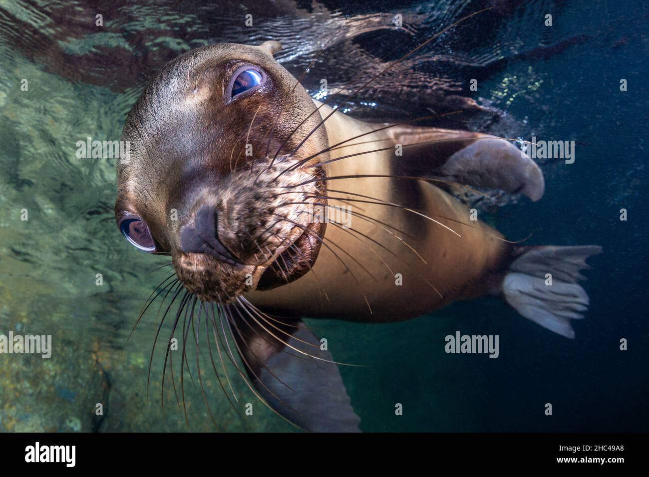 Sea lions get teeth cleaned Stock Photo - Alamy