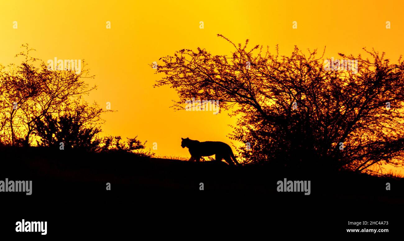 Silhouette of a tiger in the forest on an orange sky background Stock Photo
