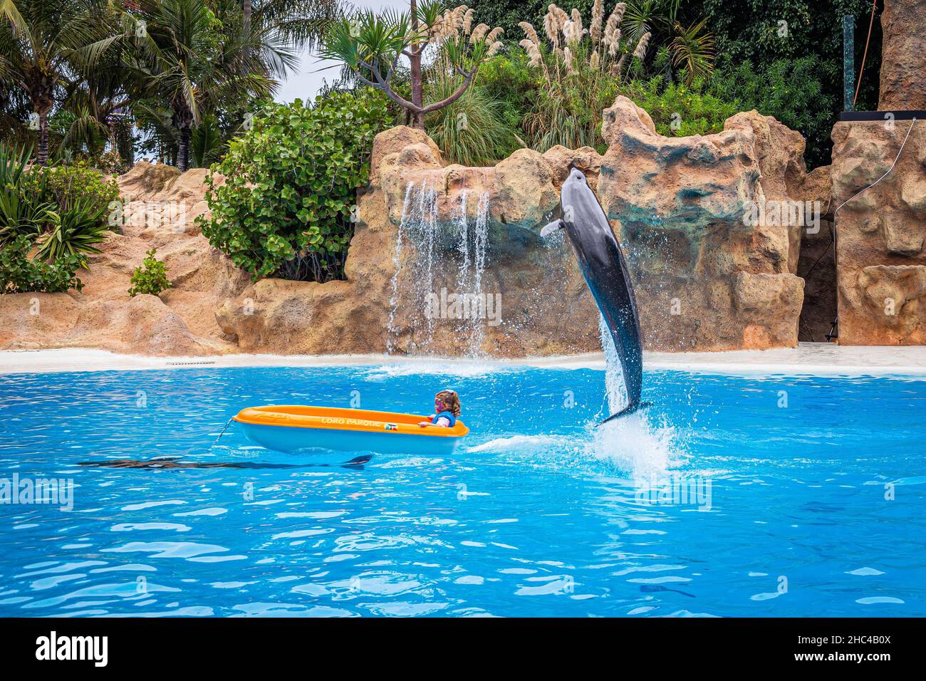 Dolphin jumps out of the water during a show in Loro Parque, Tenerife