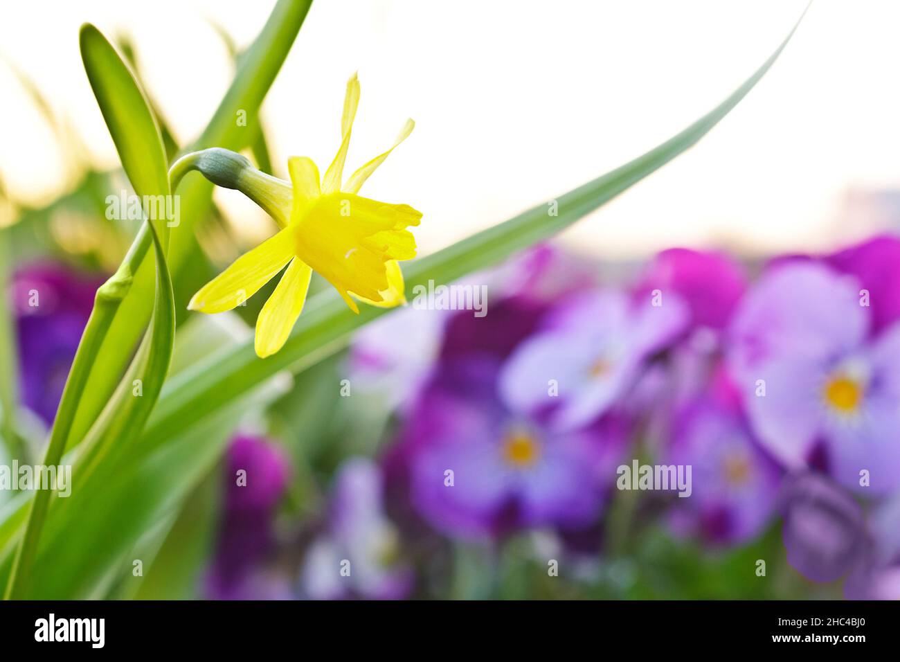 Closeup of small yellow daffodils in full bloom and purple pansy flowers in the morning sun, spring background texture. Stock Photo