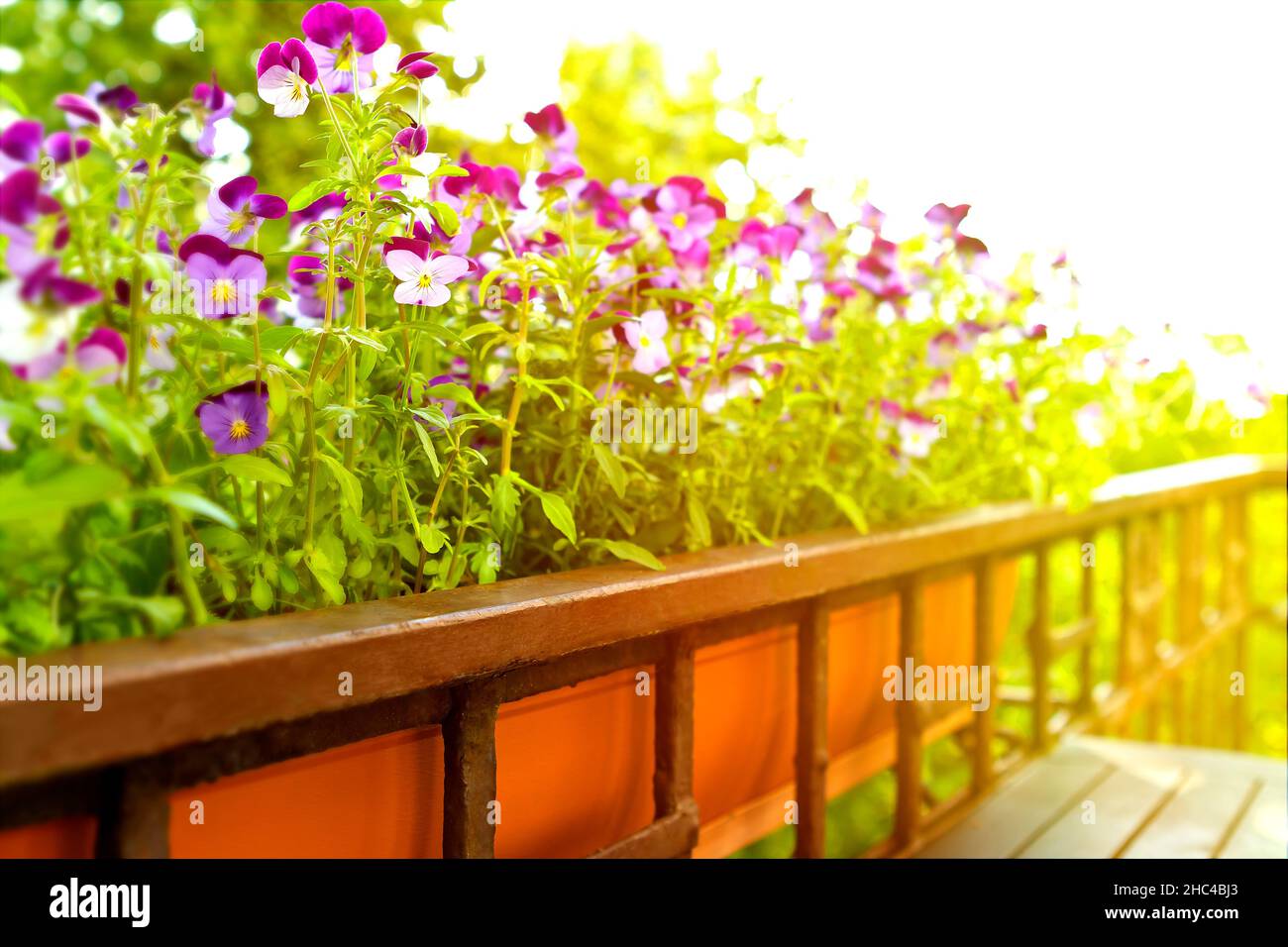 Purple pansies with cute little flowers in a terracotta colored flower box on a balcony in spring, background texture. Stock Photo