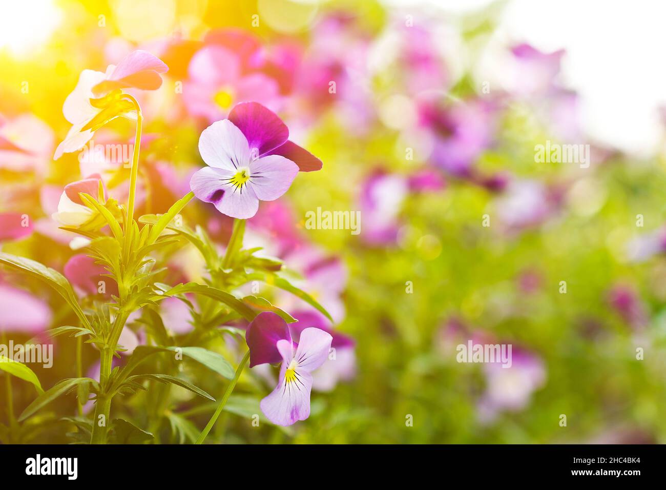 Closeup of small purple pansy flowers in a flower box on a balcony in spring, background texture. Stock Photo