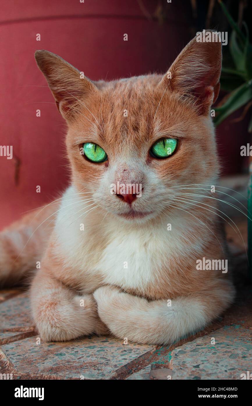 Vertical shot of a cat with bright green eyes, looking at the camera Stock Photo