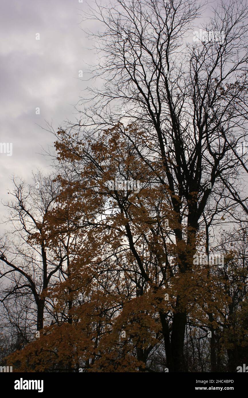 Silhouettes of tall trees against a cloudy sky Stock Photo - Alamy