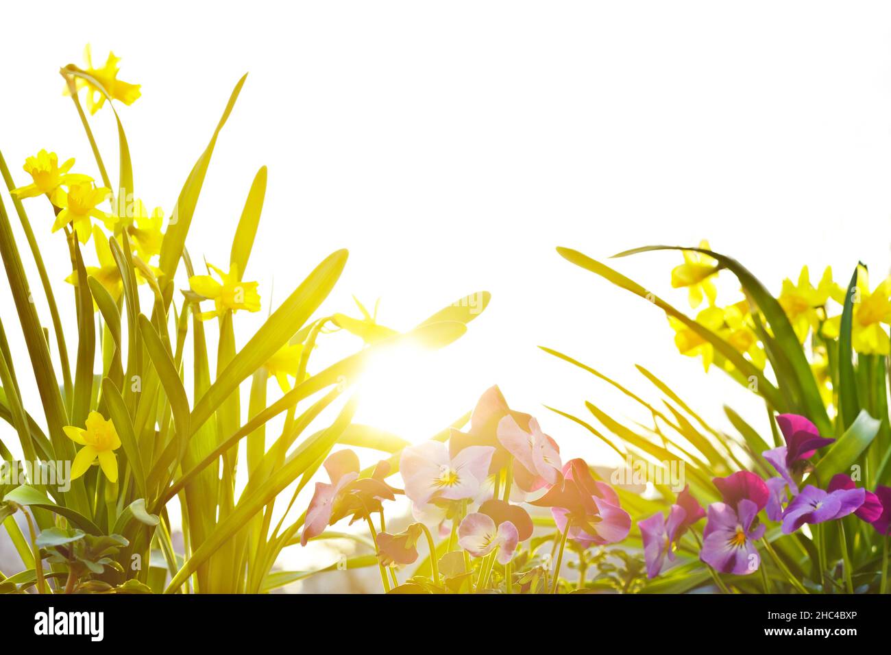 Closeup of small yellow daffodils in full bloom and purple pansy flowers in the morning sun, worm's-eye view. Stock Photo