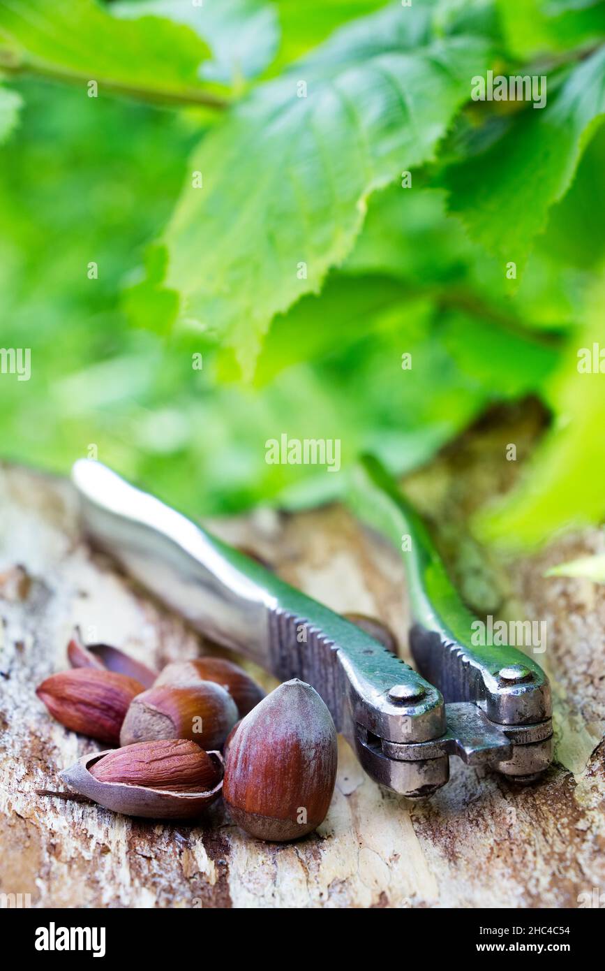 Hazelnuts and nutcracker on a natural wooden background with green leaves of hazel. Stock Photo