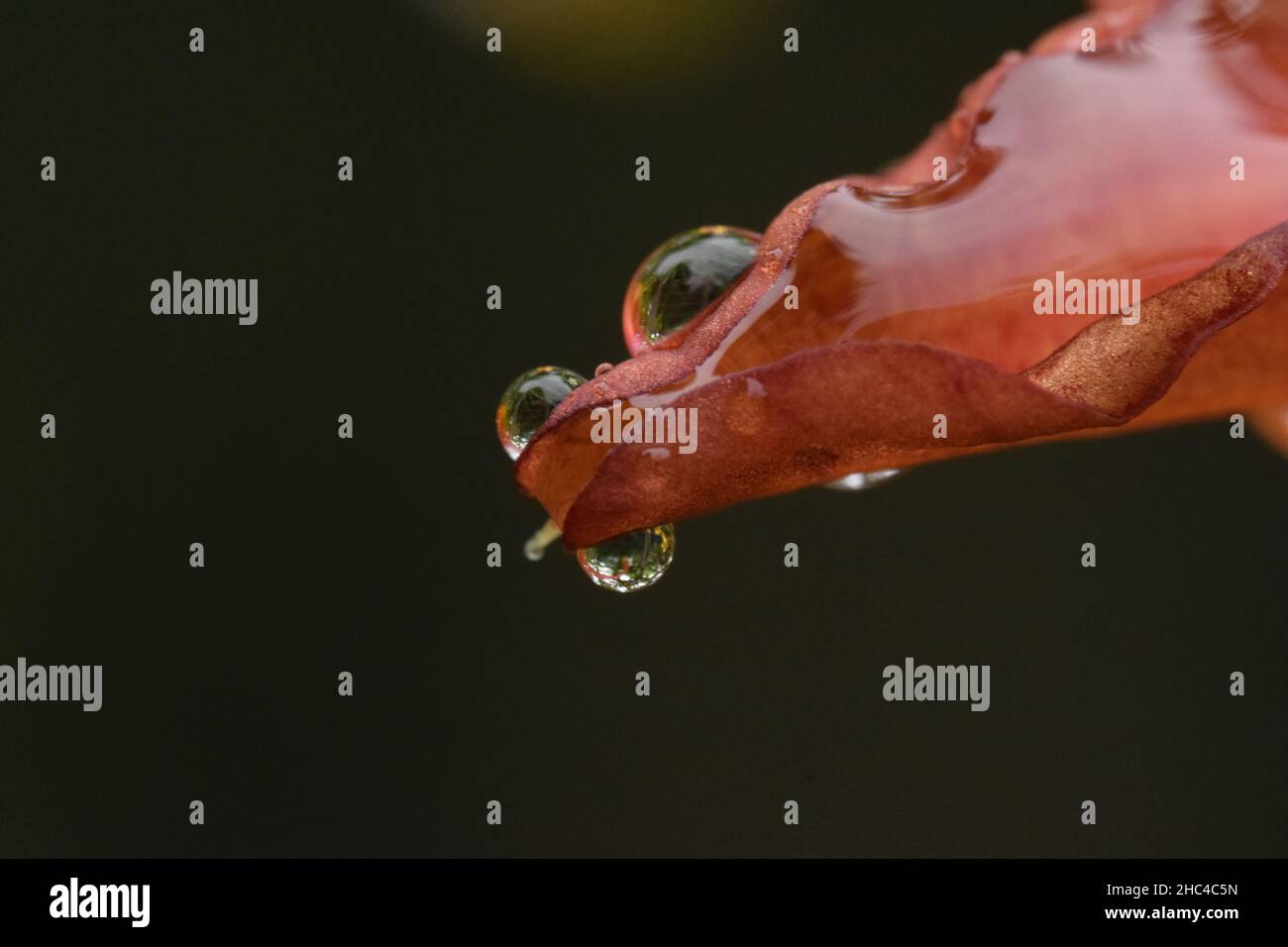 Closeup shot of raindrops on a red autumn leaf Stock Photo