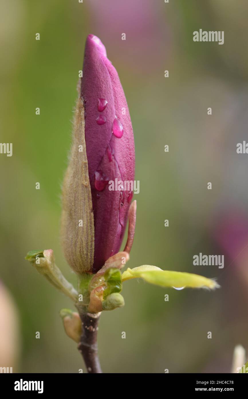 Vertical shot of water droplets on a blooming purple flower Stock Photo