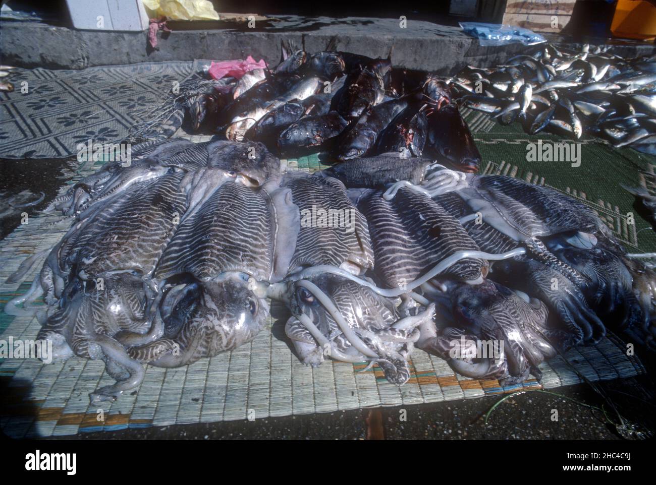 Squid for sale at Muscat market Oman Stock Photo