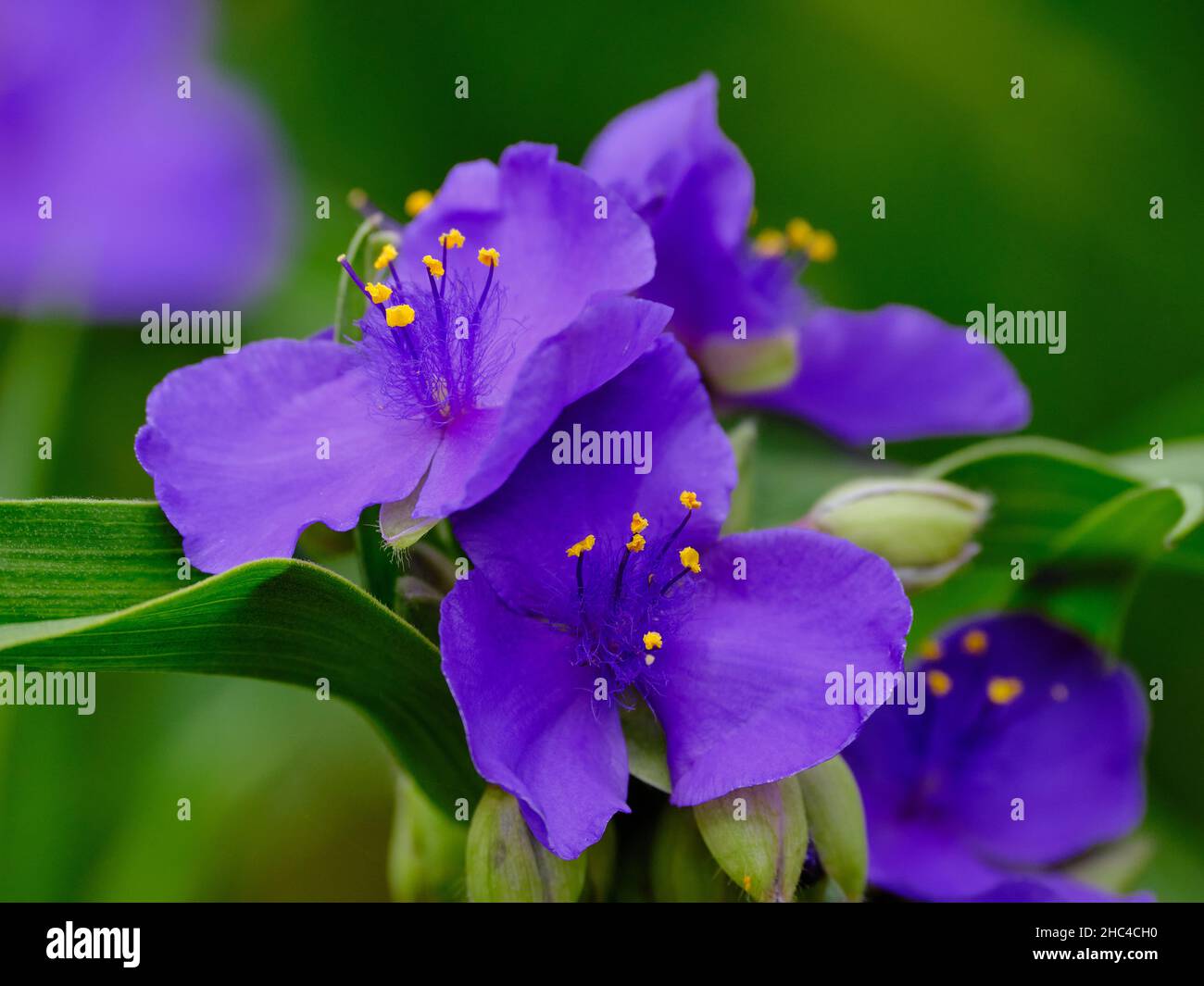 Spiderwort In Purple Stock Photo