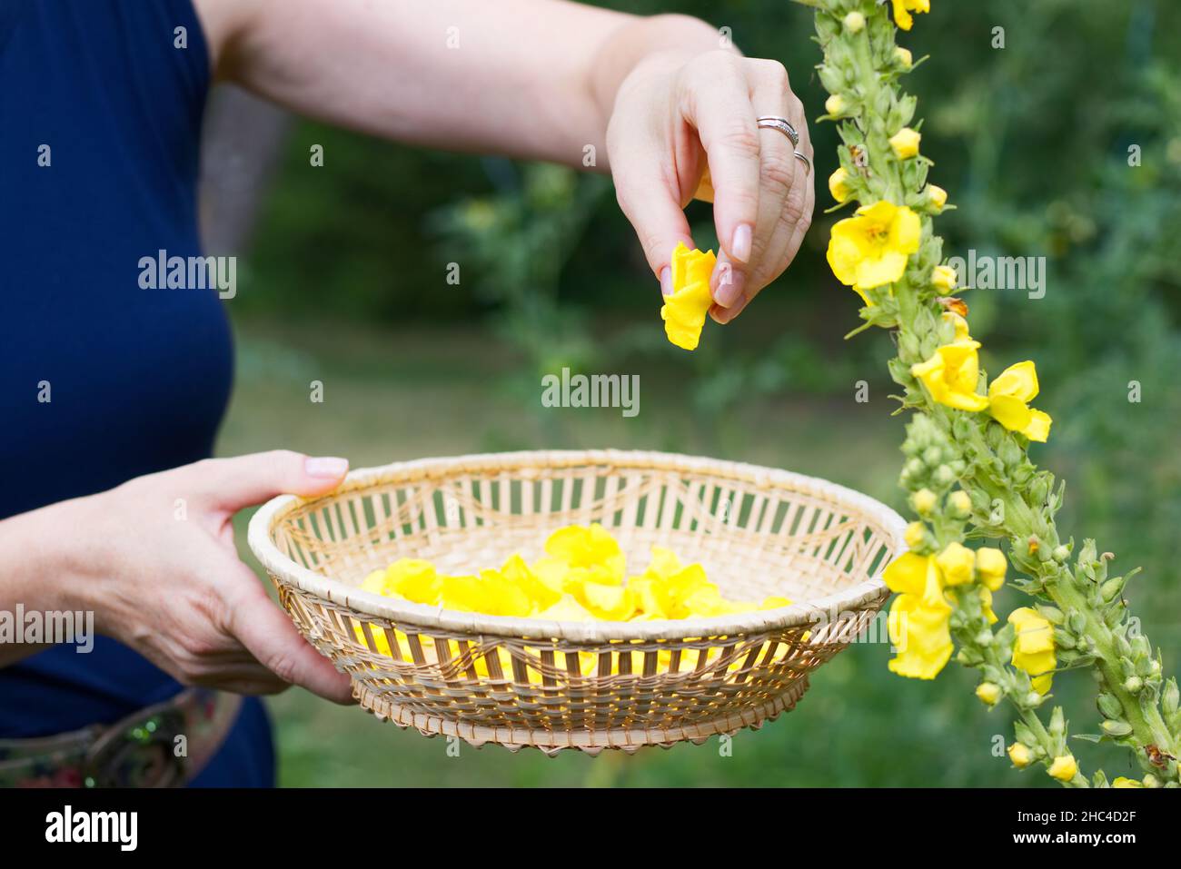 Woman collect mullein flowers to a wicker basket. Yellow verbascum in the garden. Stock Photo