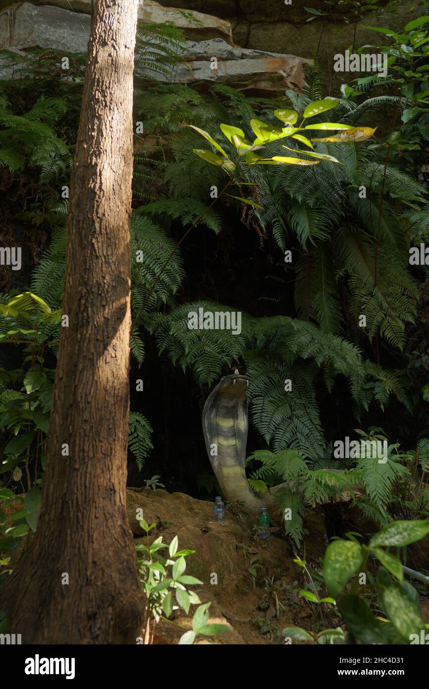 Scenic shot of the King cobra snake, also known as Ophiophagus hannah, in the jungle Stock Photo
