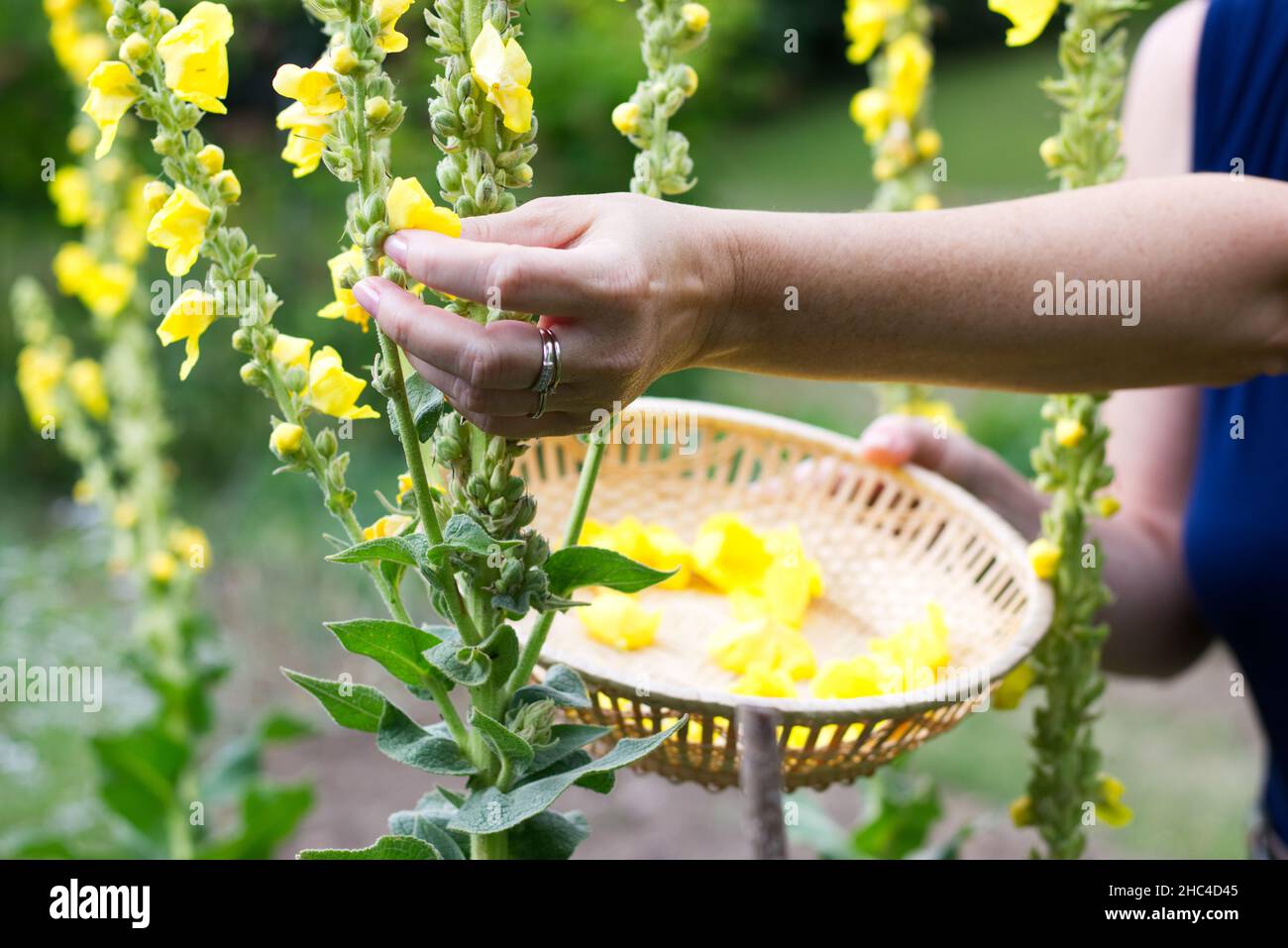 Woman collect mullein flowers to a wicker basket. Yellow verbascum in the garden. Stock Photo
