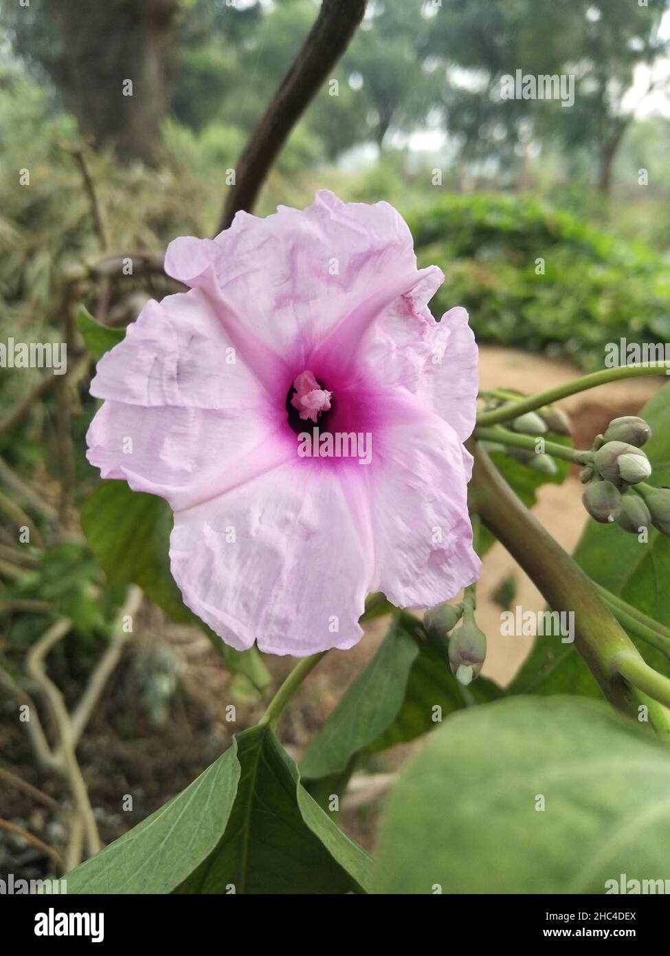 Ipomoea carnea. Ipomoea carnea flowers, the pink morning glory, is a species of morning glory. Stock Photo