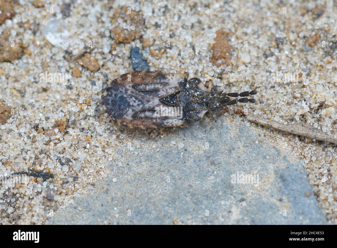 Closeup of the common flatbug, Aradus depressus in sandy soil Stock Photo