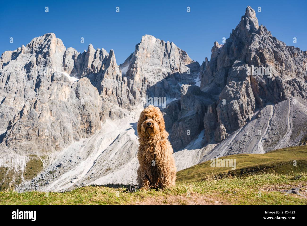 Goldendoodle hiking top