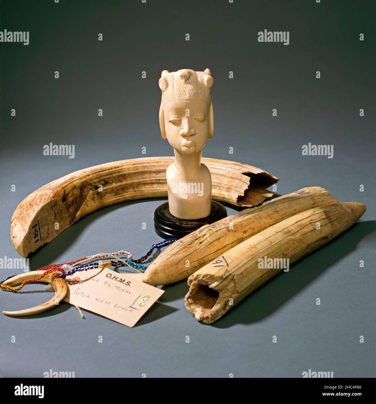 Artifacts and souvenirs made from ivory including pigs (boars) tusks