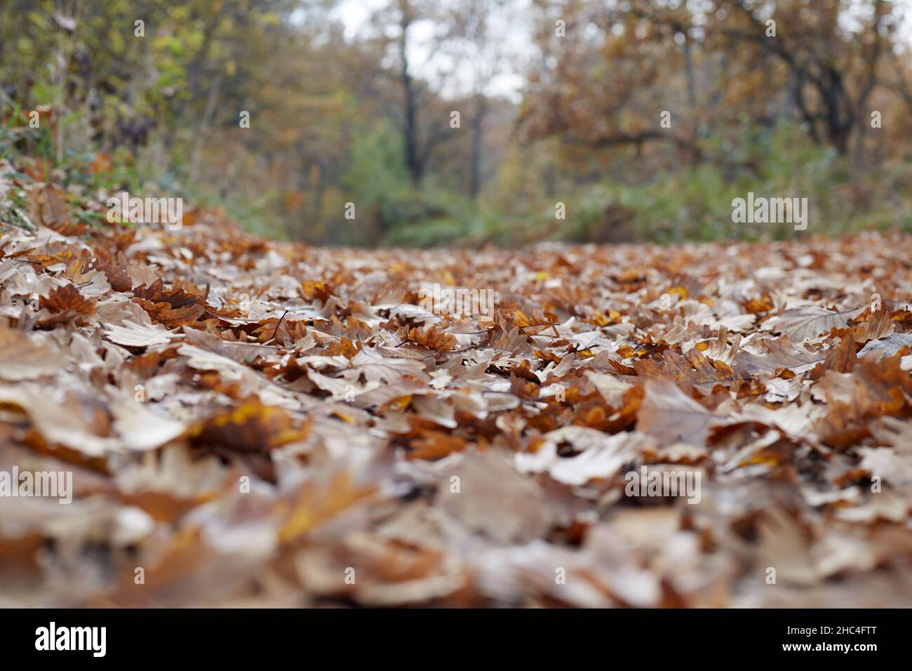 A road with fallen yellow leaves, autumn season Stock Photo