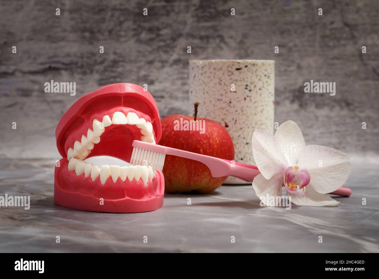 Toothbrush and layout of the human jaw on the gray background Stock ...