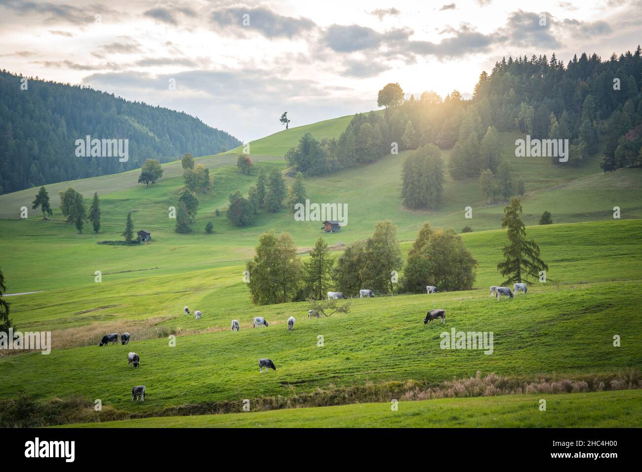 sunset over green landscape with cows grazing Stock Photo - Alamy