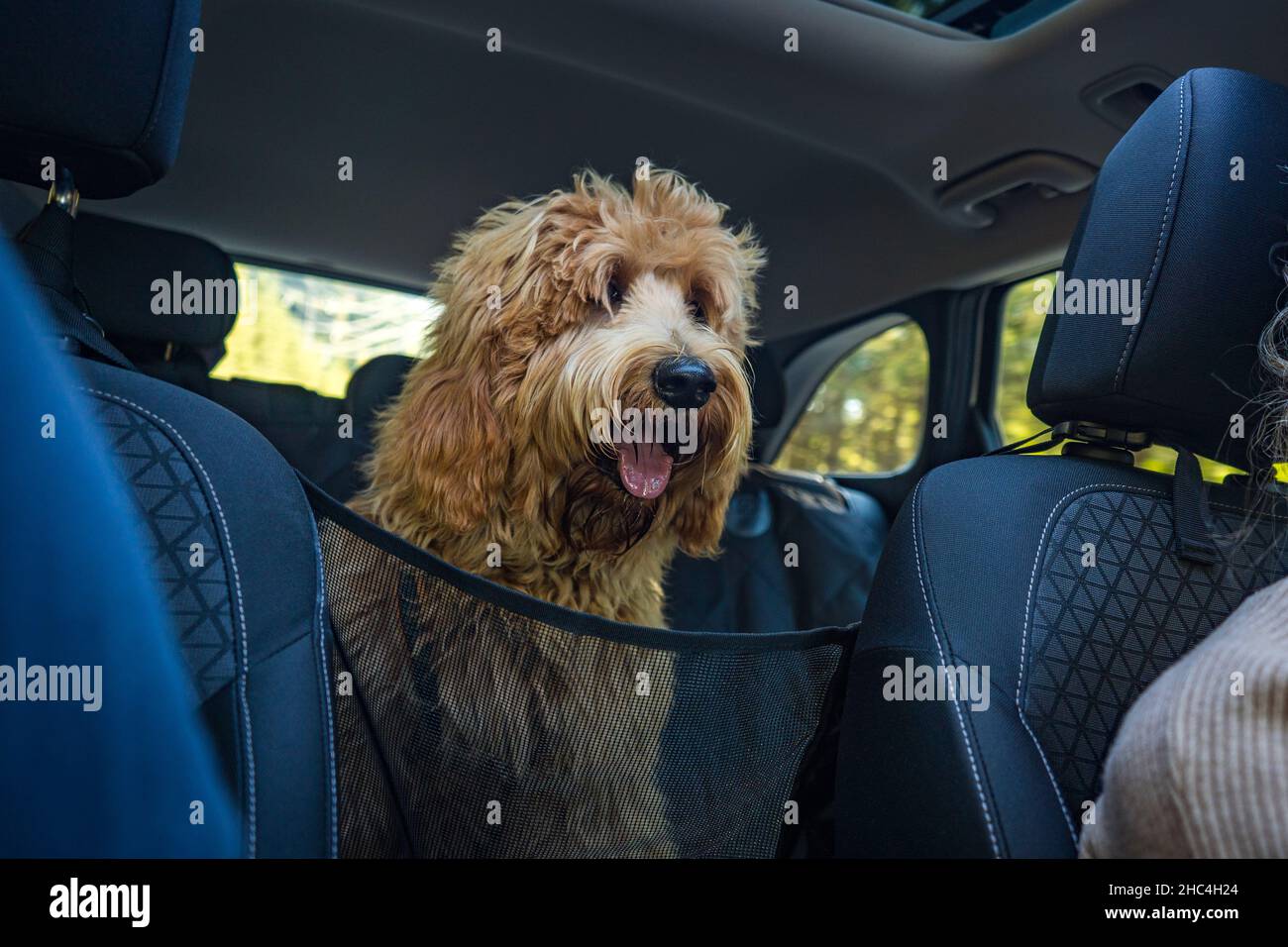 happy golden doodle dog sitting in the back of the car Stock Photo