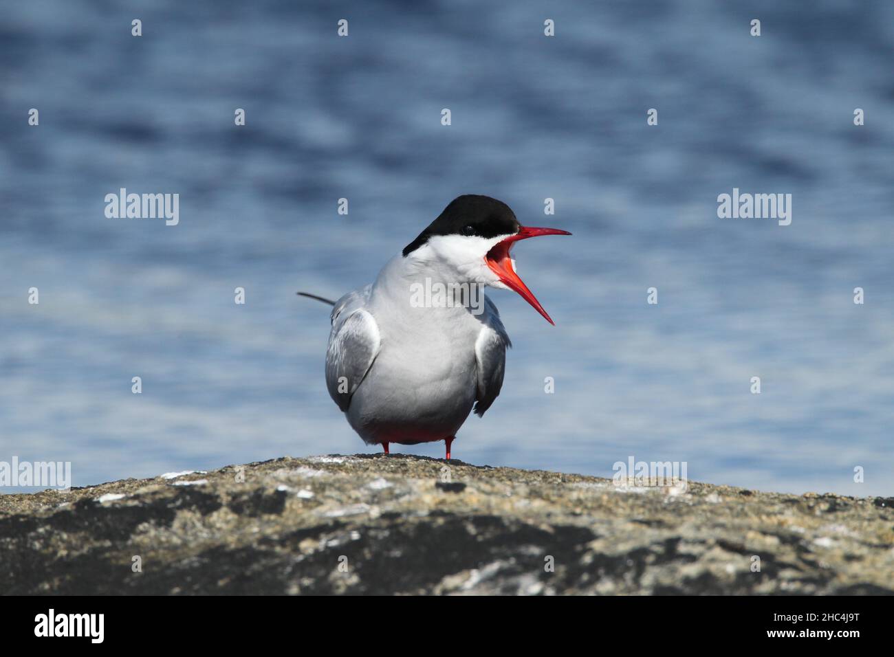 Arctic tern disagreeing with another bird in its presence at Balranald RSPB Stock Photo