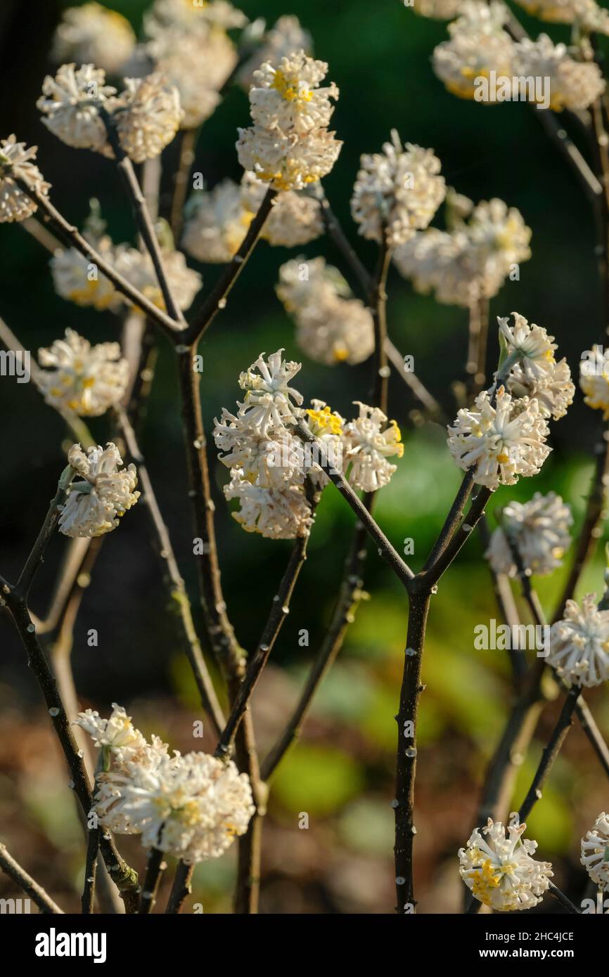 Edgeworthia chrysantha, paperbush. Winter flowering, fragrant flowers Stock Photo