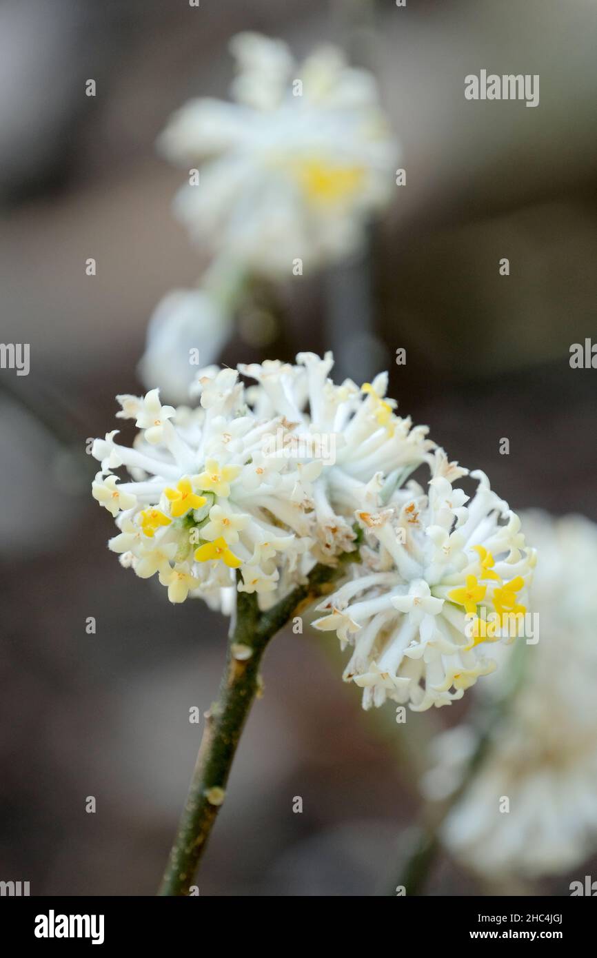 Edgeworthia chrysantha, paperbush. Winter flowering, fragrant flowers Stock Photo