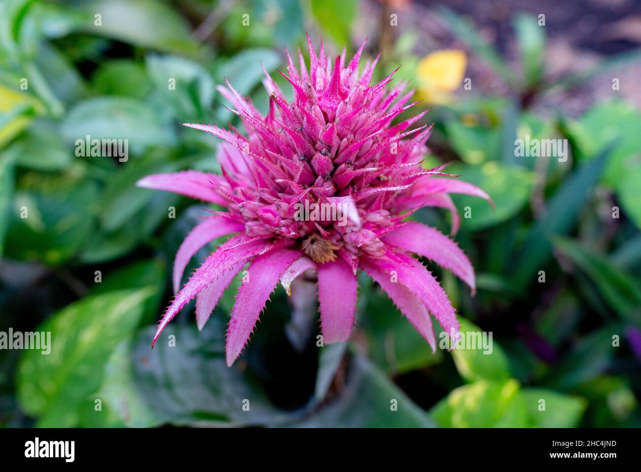 Closeup shot of a blooming Aechmea flower Stock Photo