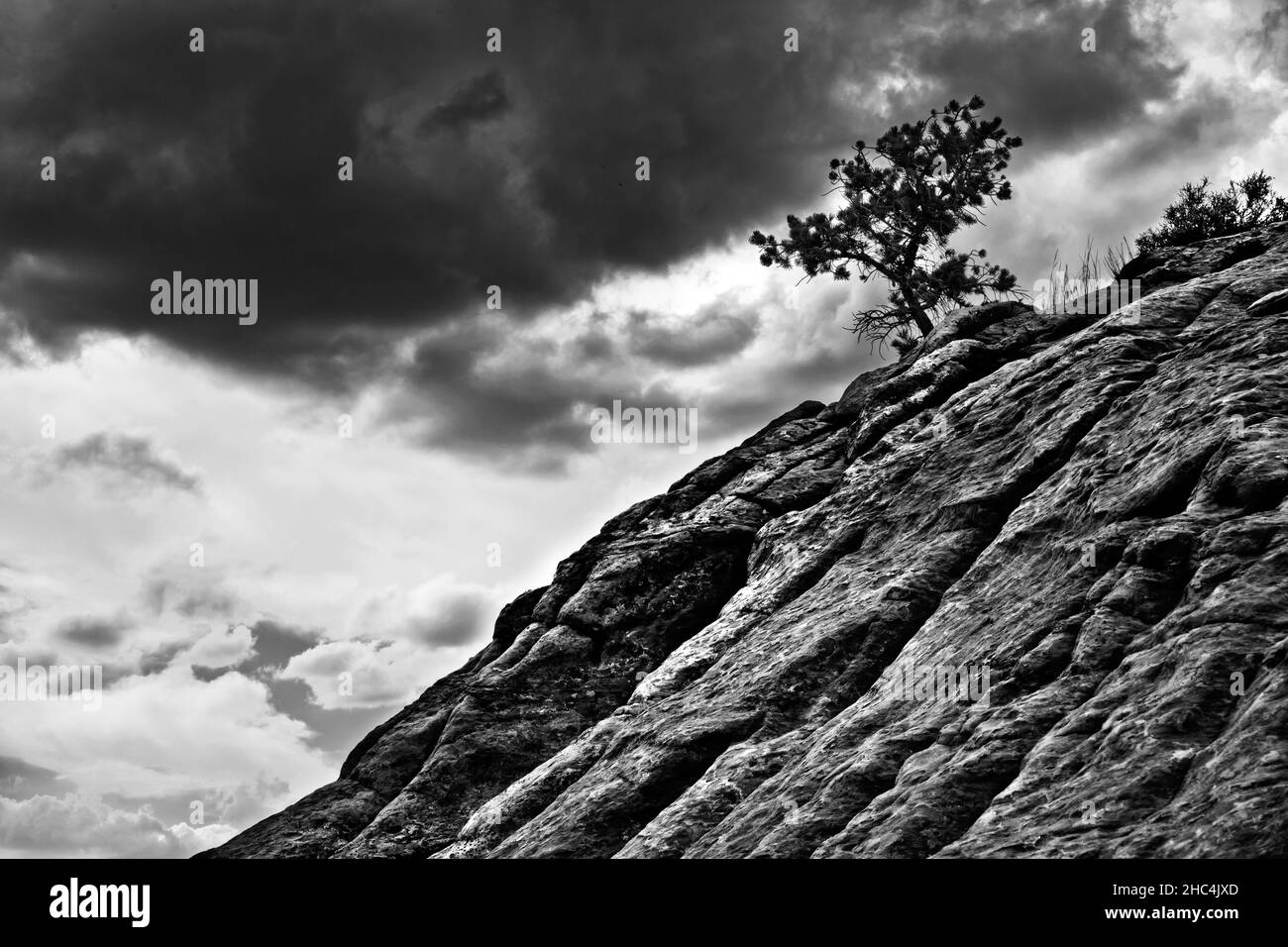 Growing through a shrub Black and White Stock Photos & Images - Alamy