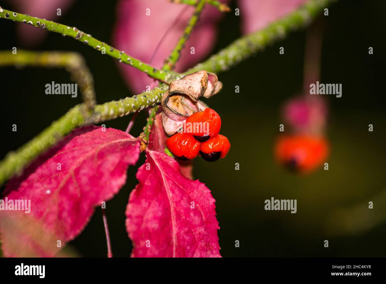 Ripe fruits of warty euonymus Euonymus verrucosus on branches Stock Photo