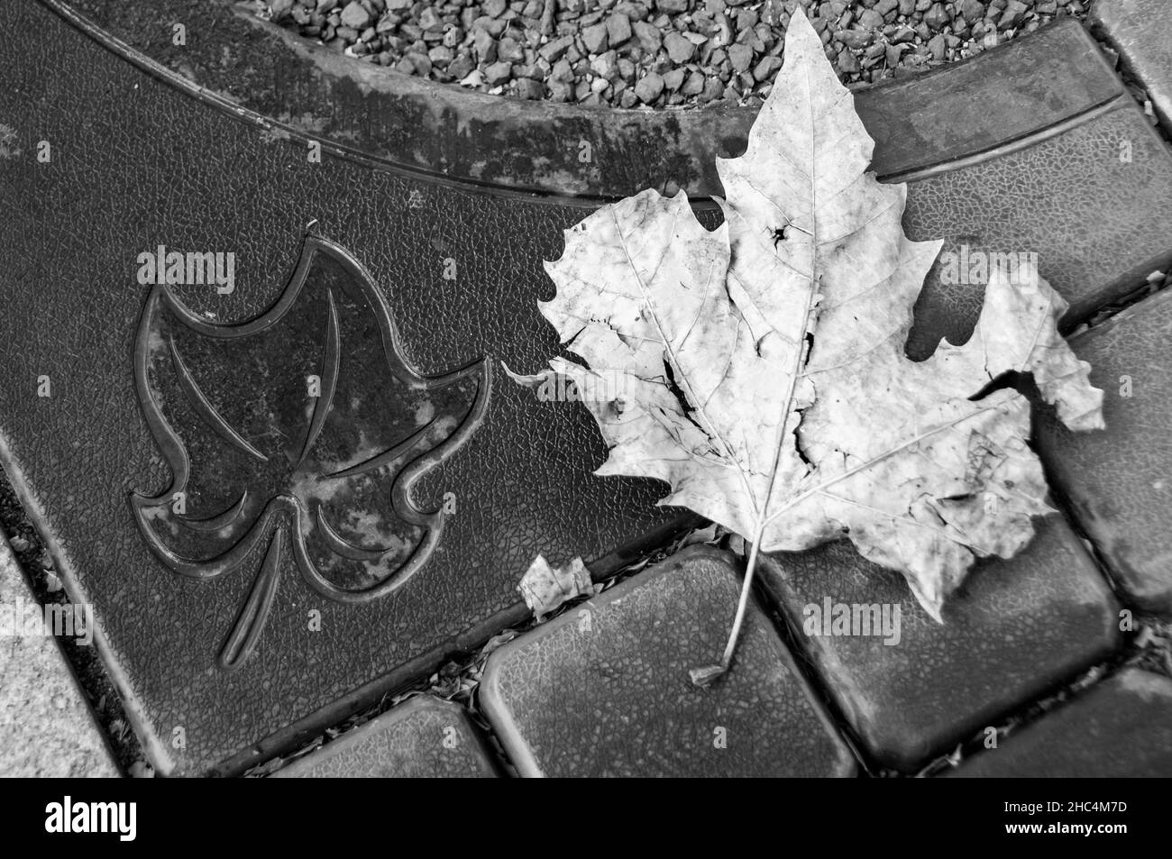 Plane tree leaf on the ground in the Former French Concession, Shanghai, China. Stock Photo
