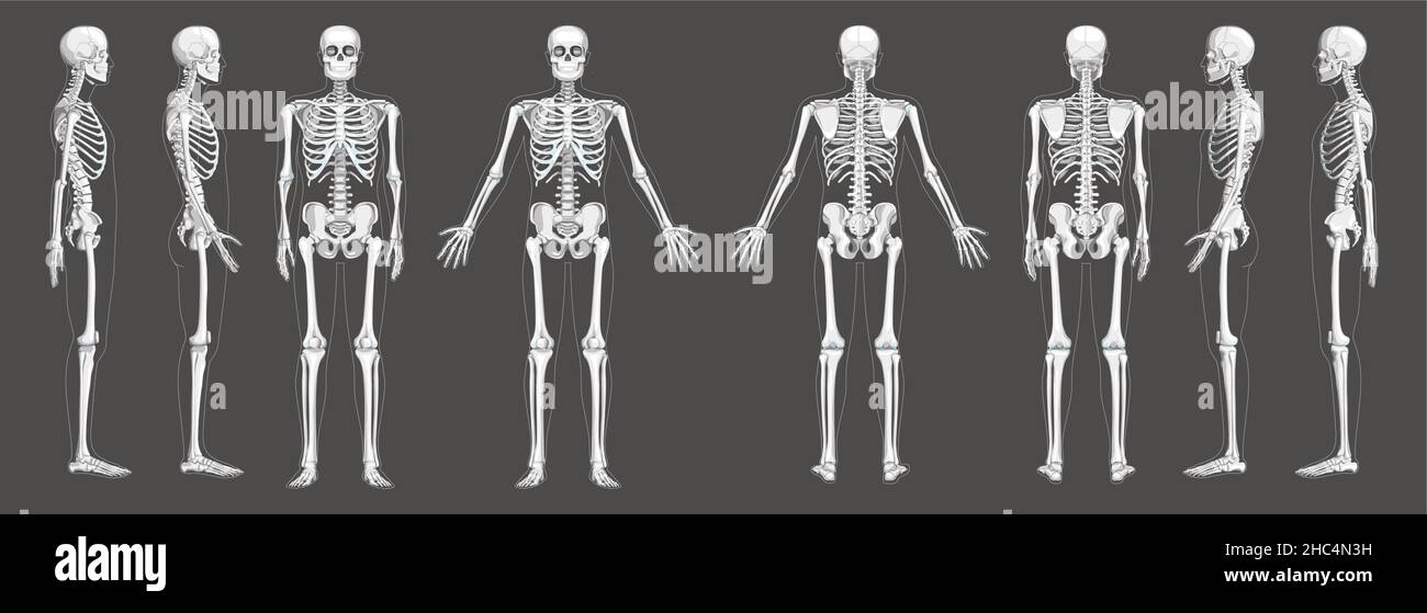 Skeleton Human front back side view with two arm poses ventral, lateral, and dorsal views. Set of greyscale flat realistic concept Vector illustration of anatomy isolated on white background Stock Vector