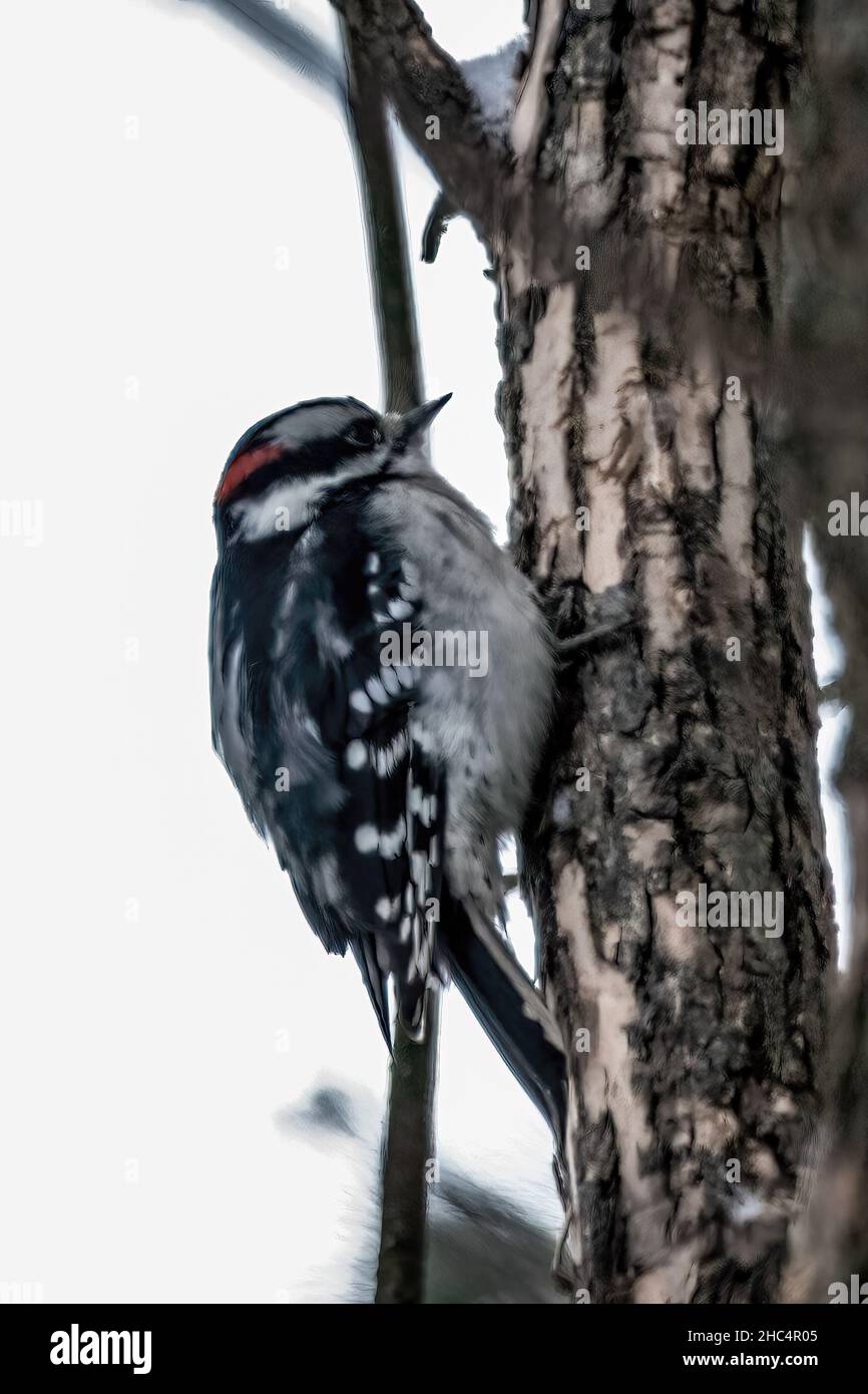 Male downy woodpecker clinging to the side of a tree in winter. Stock Photo