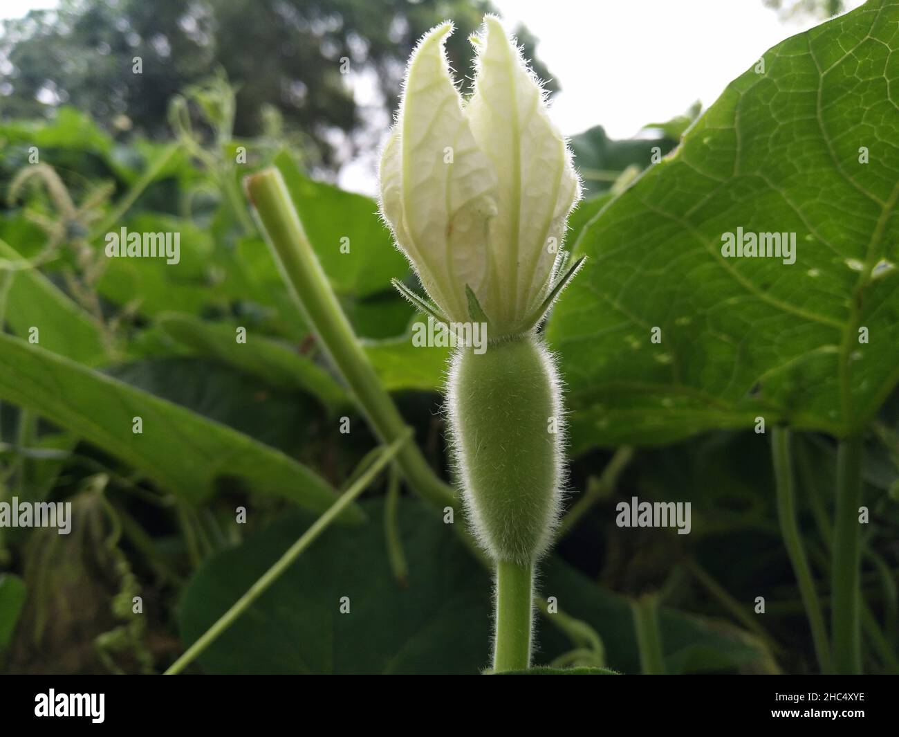Calabash or bottle gourd (Lagenaria siceraria) crop. Concept of flower to fruit development. Stock Photo