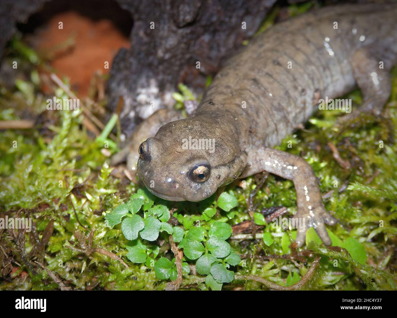 Closeup of a female of the critically endangered Semirechensk salamander, Ranodon sibericus , endemic to Russia Stock Photo