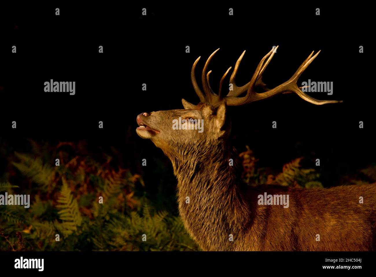 12 point Red deer stag (Cervus elaphus) in all his glory, scenting the air, taken Richmond park, UK, Stock Photo