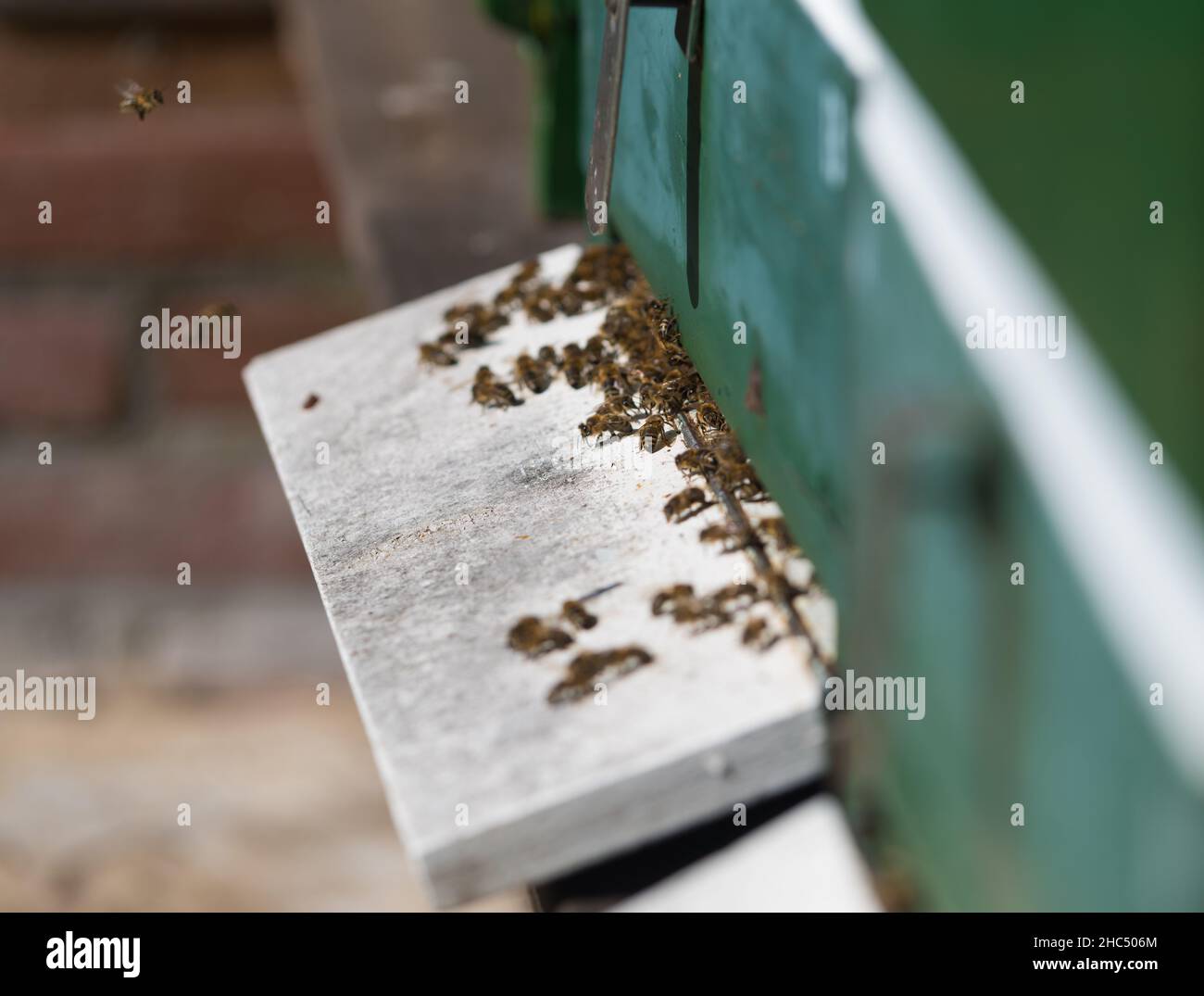 honey bees are getting in and out of a honeycomb Stock Photo
